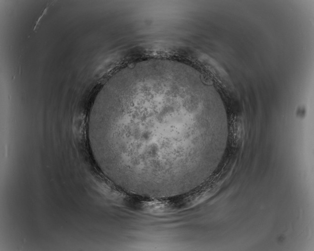 X0000098180511200804241225