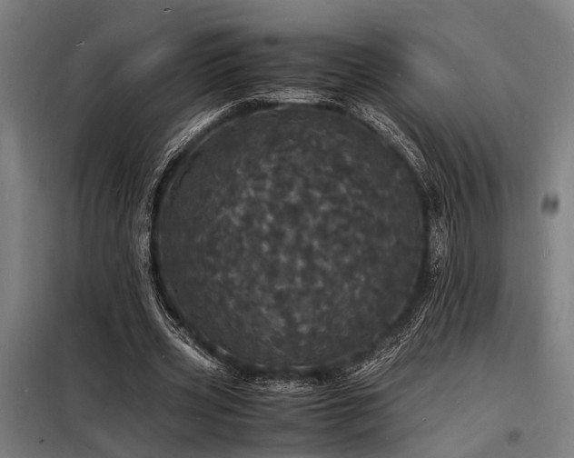 X0000098180533200804241223