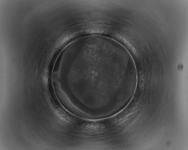 X0000098180631200804241222