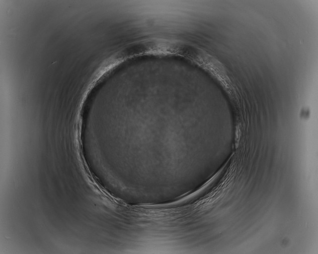X0000098180724200804241221