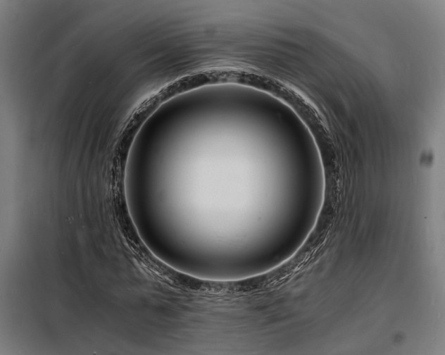 X0000098180775200804241221
