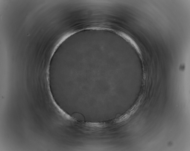 X0000098180855200804241220
