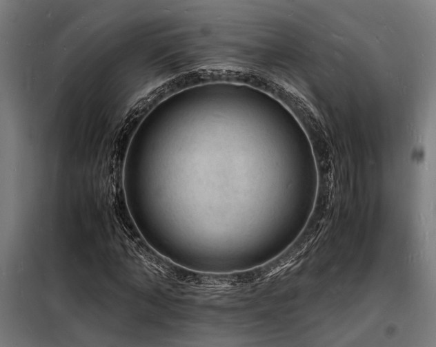 X0000098180870200804241219