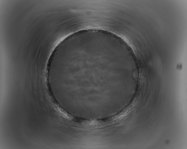 X0000098180879200804241219
