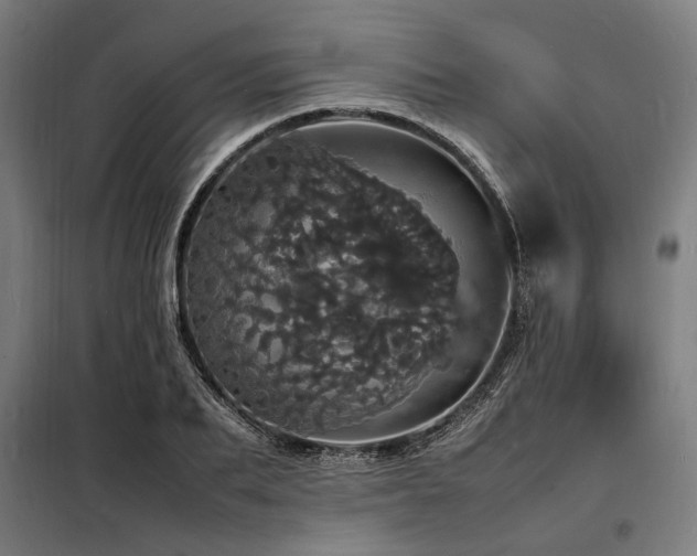 X0000098180887200804241219