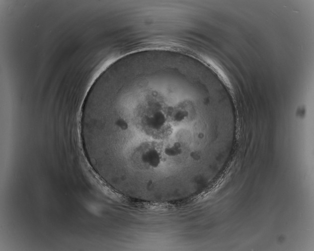 X0000098180899200804241219