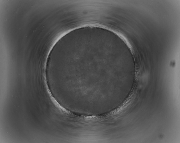 X0000098180903200804241219