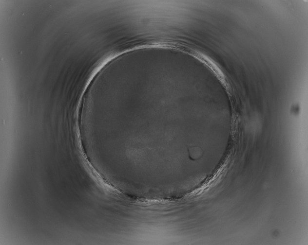 X0000098180907200804241219