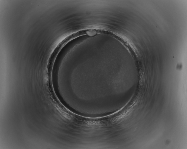 X0000098180927200804241218