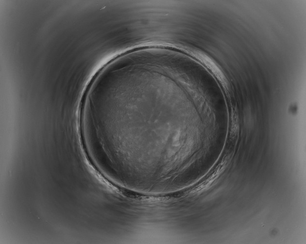 X0000098180958200804241218