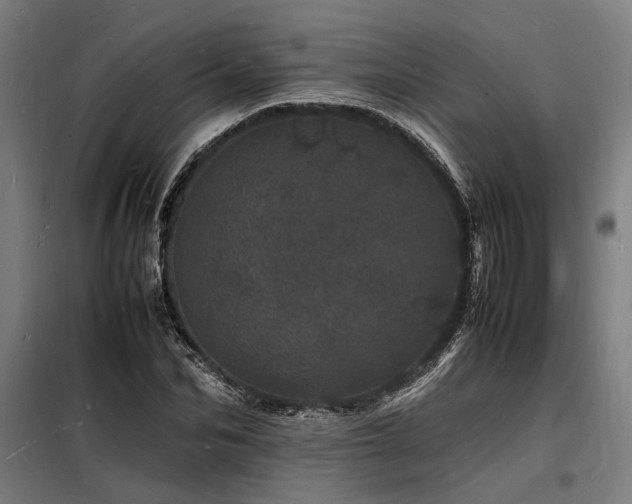 X0000098180974200804241217