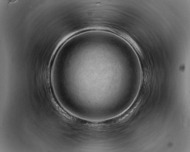 X0000098181004200804241217