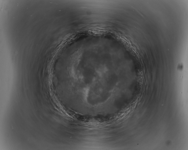 X0000098181009200804241216