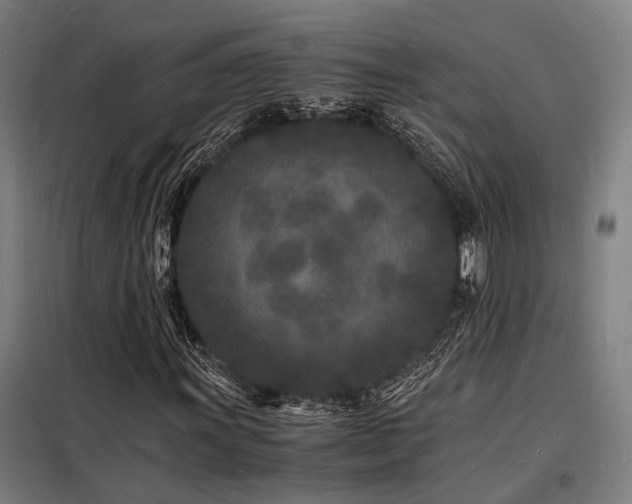 X0000098181011200804241216