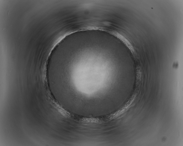 X0000098181023200804241216