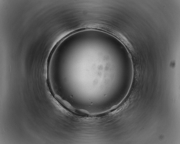 X0000098181036200804241217