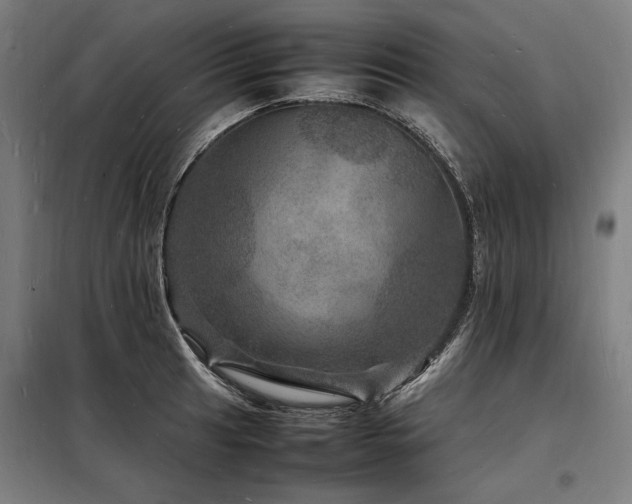 X0000098181041200804241217