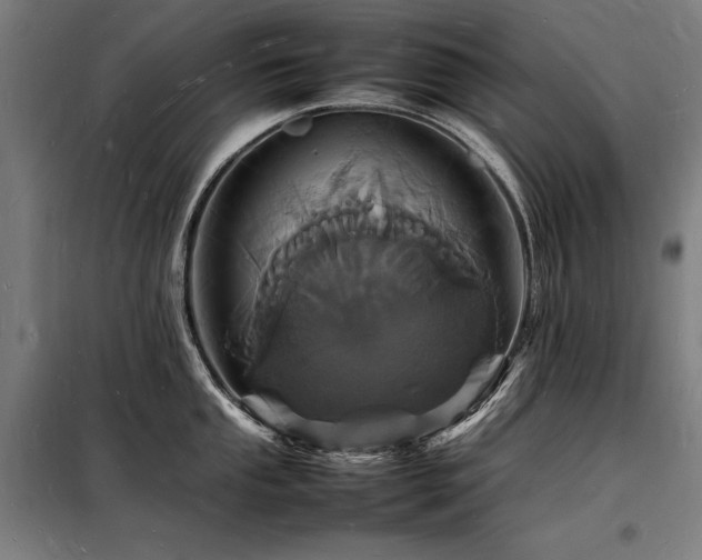 X0000098181053200804241217