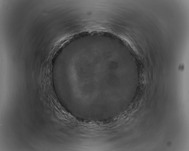 X0000098181063200804241216