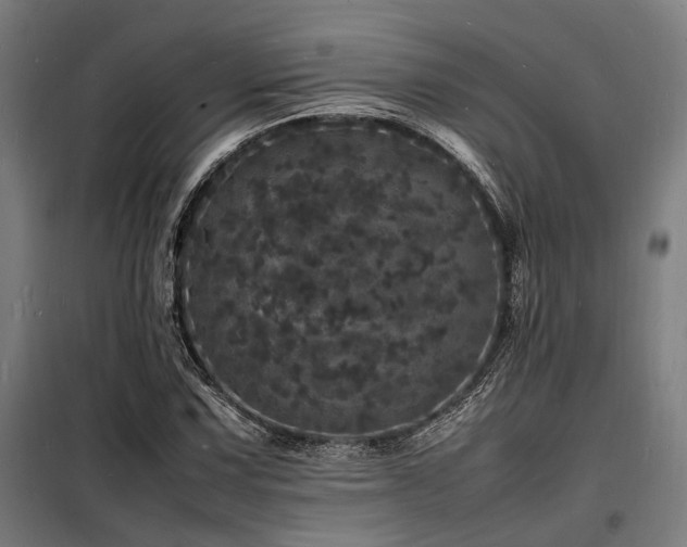 X0000098181067200804241216
