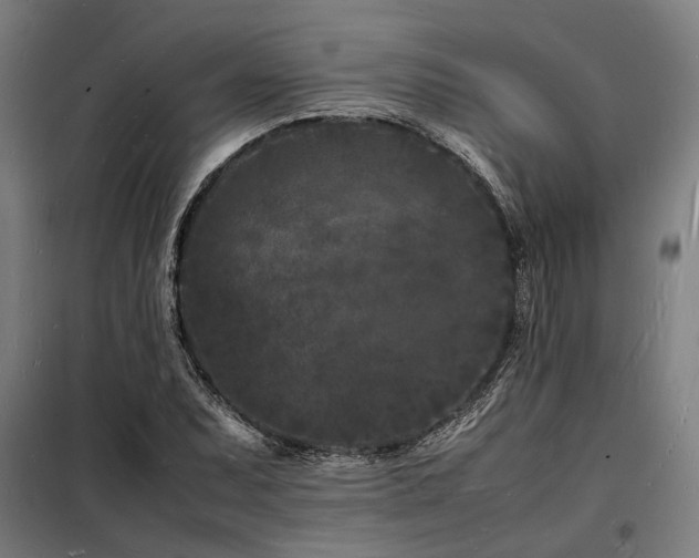 X0000098181071200804241216