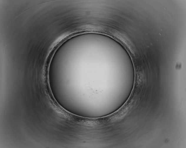X0000098181074200804241216