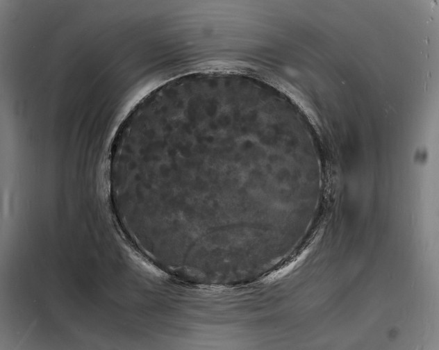 X0000098181075200804241216