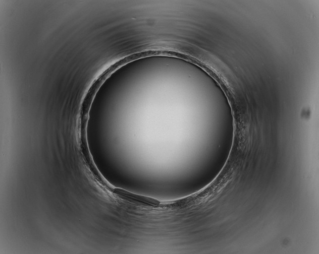 X0000098181076200804241216