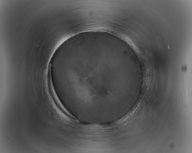 X0000098181079200804241216