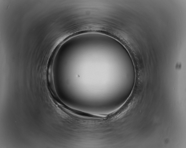X0000098181081200804241216