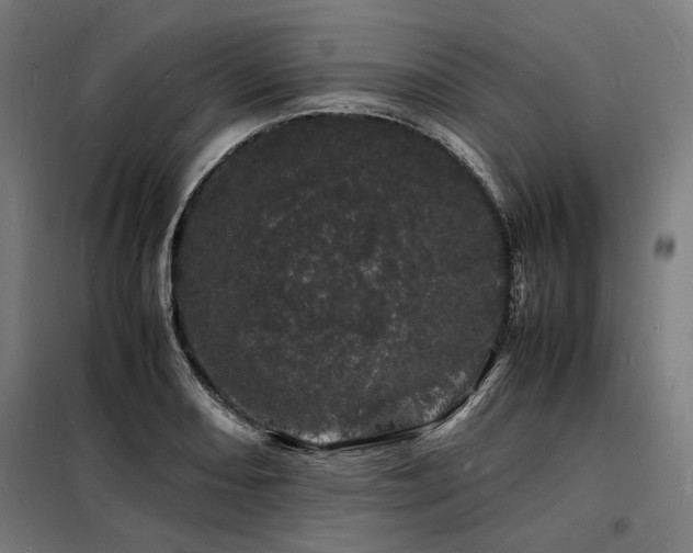 X0000098181082200804241216