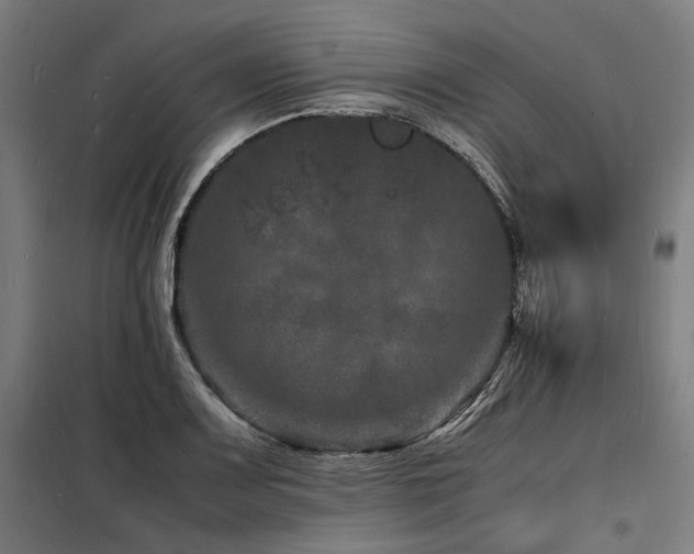X0000098181083200804241216