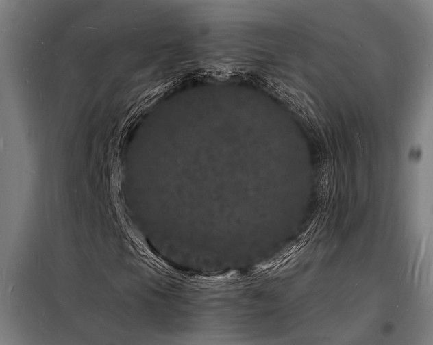X0000098181105200804241215
