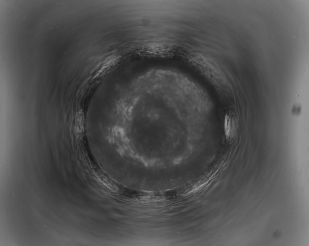 X0000098181107200804241215
