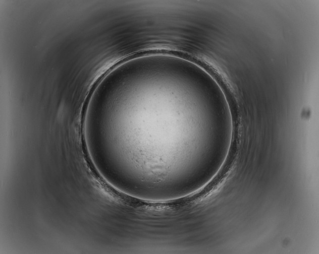 X0000098181129200804241215