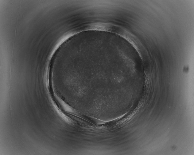 X0000098181131200804241215