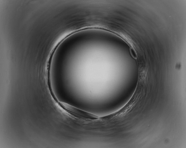 X0000098181151200804241216