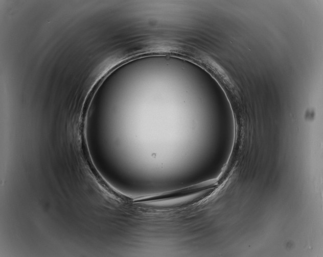 X0000098181178200804241215