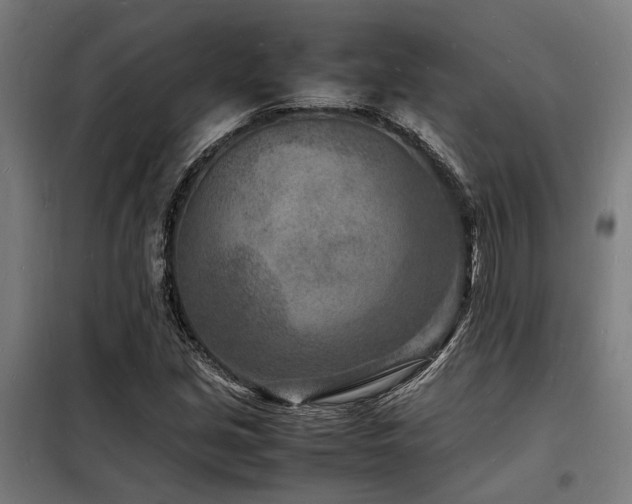 X0000098181213200804241214