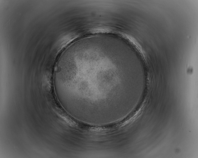 X0000098181217200804241214