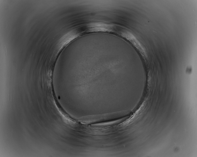 X0000098181233200804241214