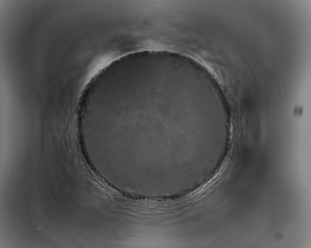 X0000098181263200804241213