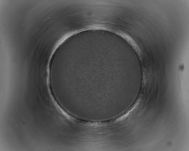 X0000098181286200804241213