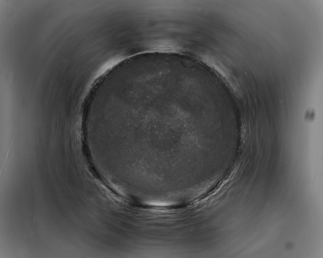 X0000098181315200804241212