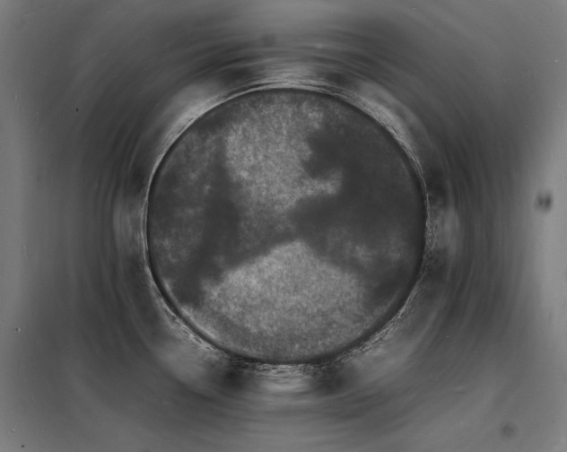 X0000098181338200804241213