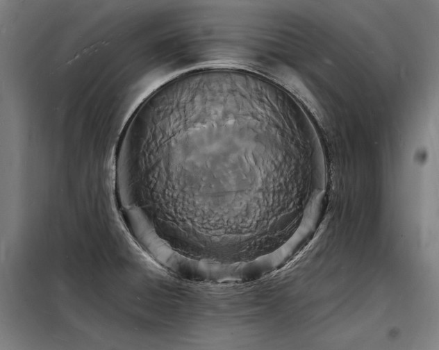 X0000098181428200804241211