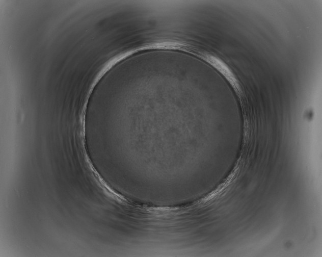X0000098181436200804241211