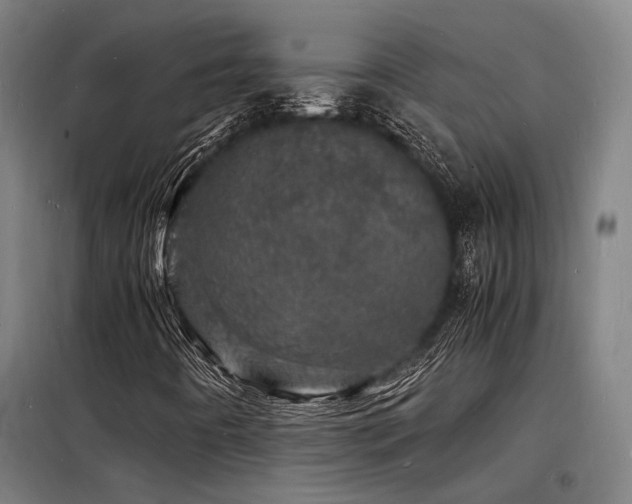 X0000098181442200804241211