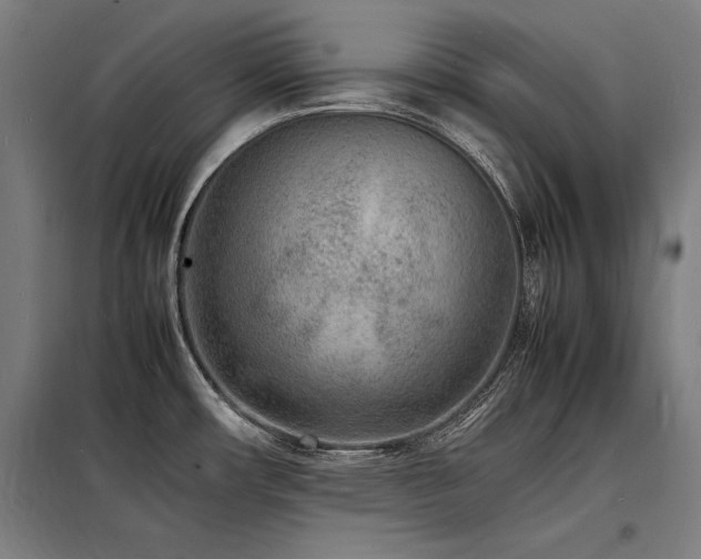 X0000098181482200804241210