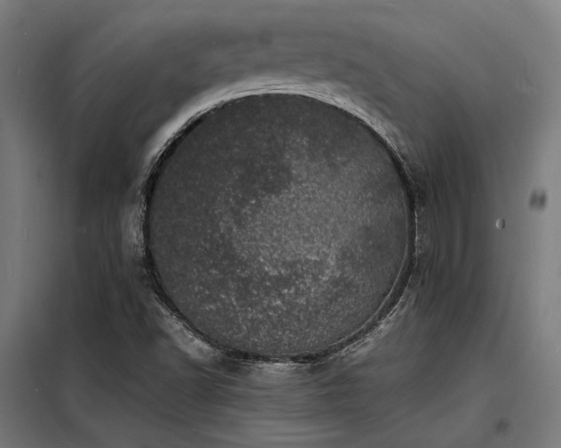 X0000098181502200804241209